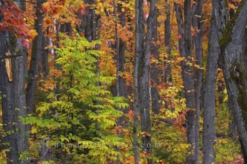 Photo: Autumn Trees Rock Lake Ontario