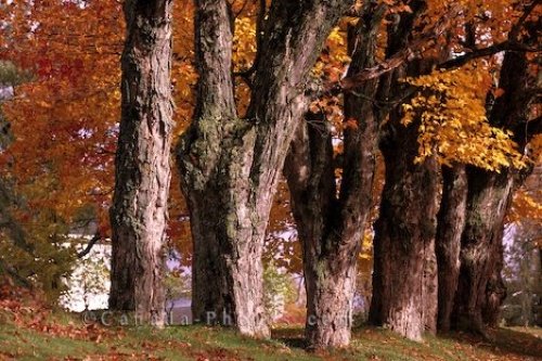 Photo: Autumn Trees Nova Scotia
