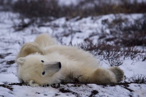 Photo: Polar Bear Back Rub Churchill Manitoba Tundra