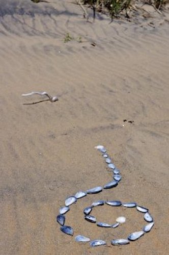 Photo: Beach Artist Mussel Shells Southern Labrador