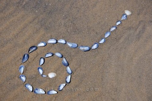 Photo: Beach Shell Art Southern Labrador