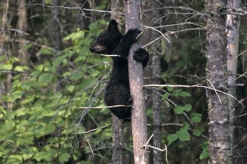 Photo: Animal Picture Bear Cub