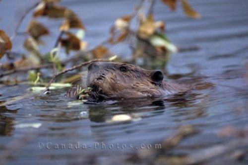 Photo: Beaver Animal