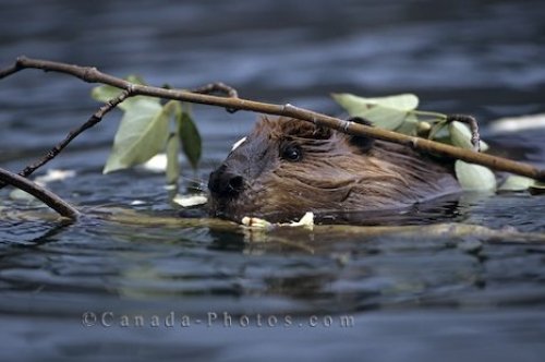 Photo: Cute Beaver
