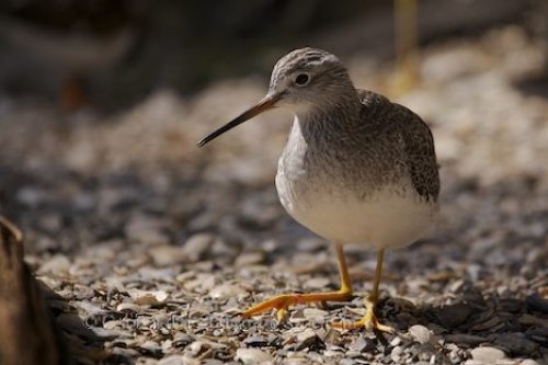 Photo: Biodome De Montreal Bird Species Quebec