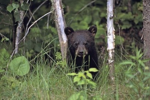 Photo: Black Bear Baby