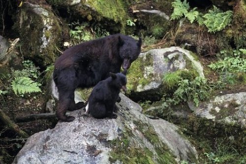 Photo: Black Bear Family
