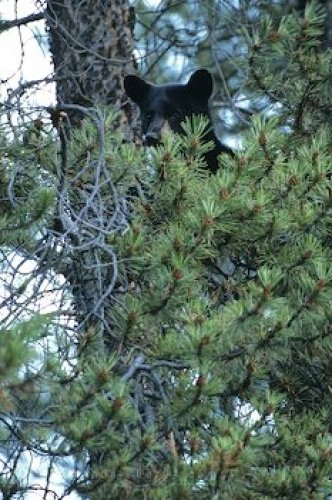 Photo: Photo Of Little Black Bear Cub