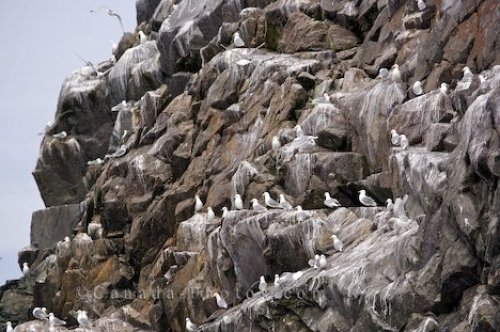 Photo: Black Legged Kittiwake Birds Colony Newfoundland