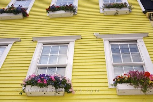 Photo: Blossoming Window Potted Plants St Johns Houses Newfoundland