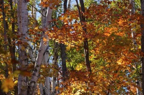 Photo: Brilliant Colored Autumn Trees Ontario Canada