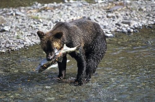 Photo: Brown Bear Fishing