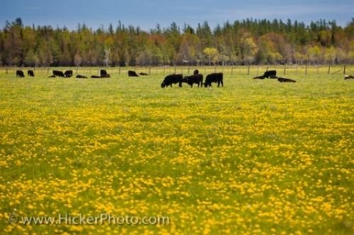 Photo: Bruce Peninsula Dandelions Farm Cows Ontario Canada