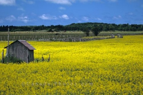 Photo: Bruce Peninsula Canola Shack