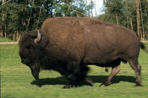 Photo: Buffalo Bison Elk Island National Park