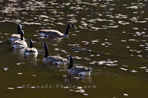 Photo: Canadian Geese Picture