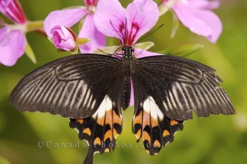 Photo: Butterfly Flower Garden Picture