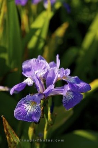 Photo: Purple Wild Iris Cape St Marys Ecological Reserve
