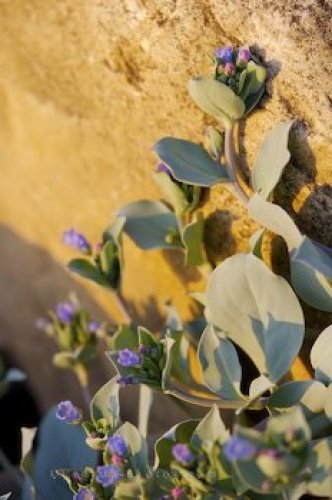 Photo: Coastal Plants Green Point Beach
