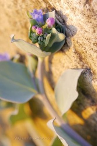 Photo: Coastal Plants Green Point
