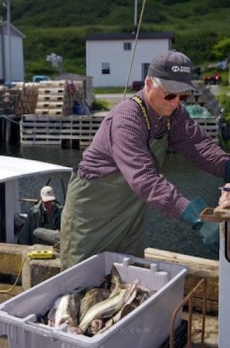 Photo: Cod Fishing Trout River Newfoundland