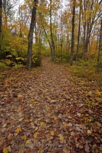 Photo: Colorful Autumn Forest Trail Ontario Canada