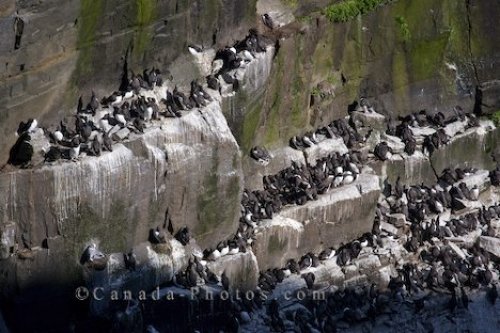 Photo: Common Murres Bird Rock Newfoundland Labrador