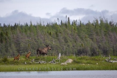 Photo: Cow Moose
