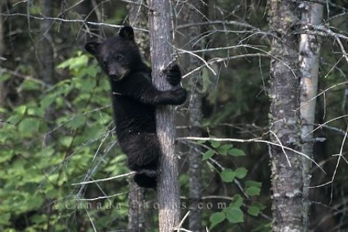 Photo: Cute Black Bear Photo