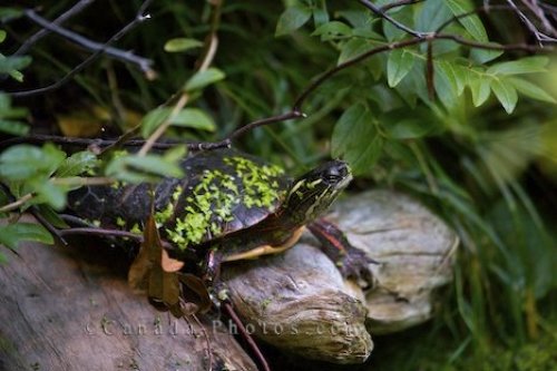 Photo: Cute Turtle Picture Biodome De Montreal