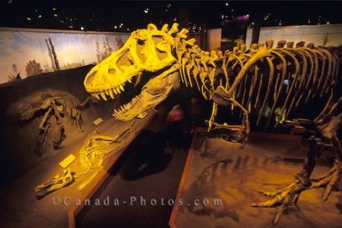 Photo: Dinosaur Skeleton Drumheller