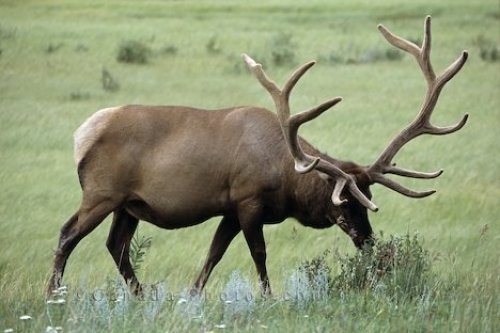 Photo: Elk Bull Jasper National Park