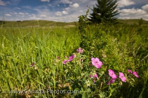 Photo: Elkwater Lake Pink Wildflowers Alberta Canada