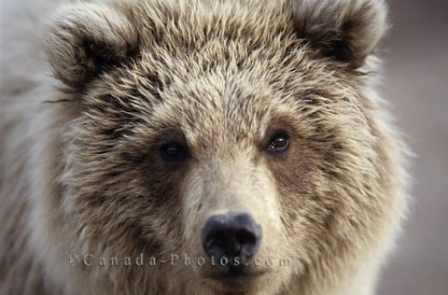 Photo: Face Shot Grizzly Bear