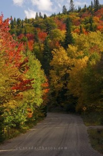 Photo: Fall Colours Gravel Road Quebec Provincial Park
