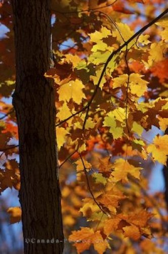 Photo: Fall Forest Trees Algonquin Provincial Park Ontario