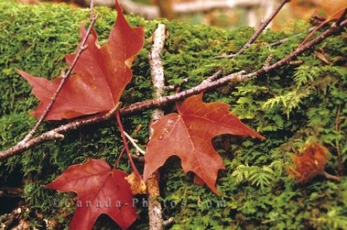 Photo: Colourful Fall Leaves