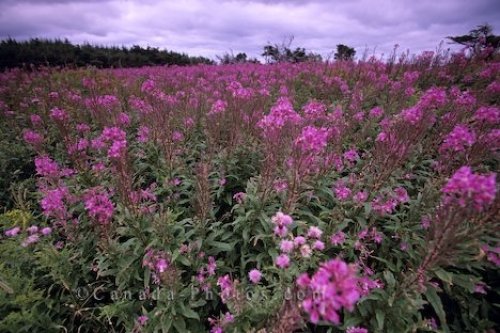 Photo: Fireweed Field Newfoundland