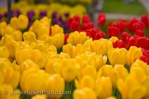 Photo: Flowering Tulips Niagara On The Lake Ontario Canada