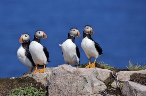 Photo: Funny Atlantic Puffins Picture