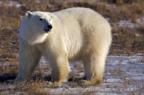 Photo: Global Warming Polar Bears Churchill Manitoba