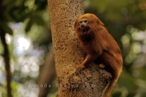 Photo: Golden Lion Tamarin Animal Picture
