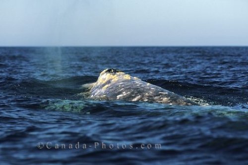 Photo: Gray Whale Baja
