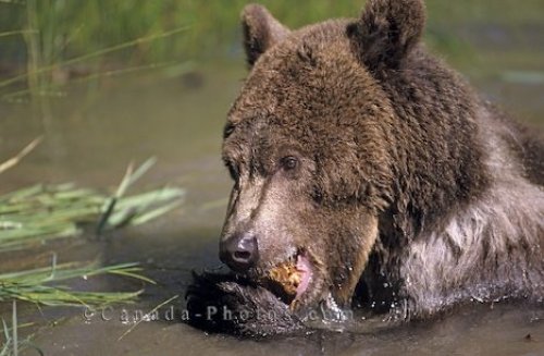 Photo: Grizzly Bear Swim Alaska