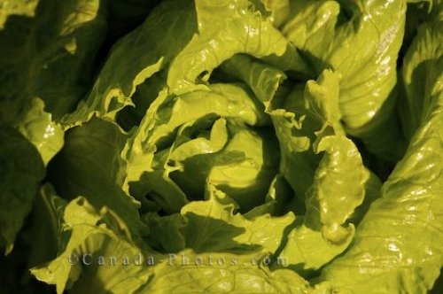 Photo: Growing Lettuce Ornamental Vegetable Garden