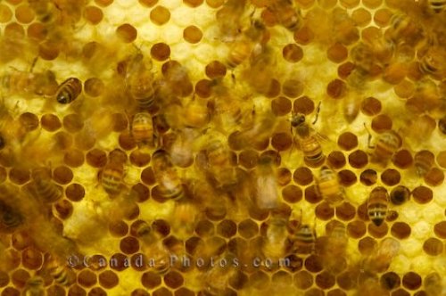 Photo: Honey Bees in hive