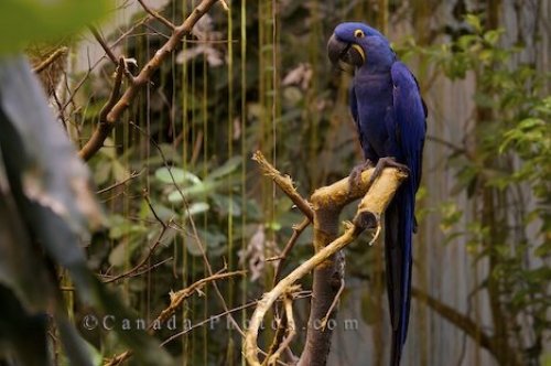 Photo: Hyacinth Macaw Bird