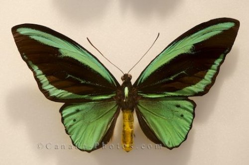 Photo: Indonesia Birdwing Butterfly Picture Newfoundland