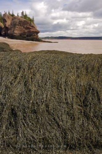 Photo: Kelp Hopewell Rocks New Brunswick