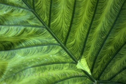 Photo: Leaf Design Alaska USA